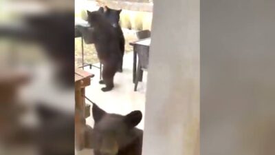VIDEO. ‘Invasión’; roban su casa a ositos y buscan comida en casas de gente ‘de dinero’