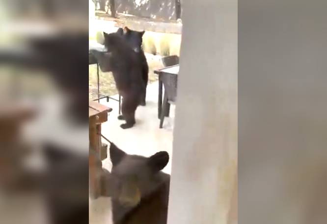 VIDEO. ‘Invasión’; roban su casa a ositos y buscan comida en casas de gente ‘de dinero’