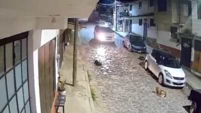 VIDEO: Conductor de camioneta de lujo mata a propósito a una perrita; se llamaba ‘Maya’