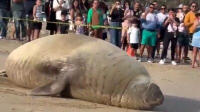 VIDEO: Enorme elefante marino sale a acostarse ‘un ratito’ en playas mexicanas