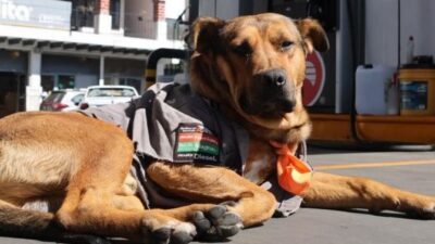 ALEGRÍA: ‘Solovino’, el perrito despachador que se gana sus croquetas en una gasolinera de Edomex
