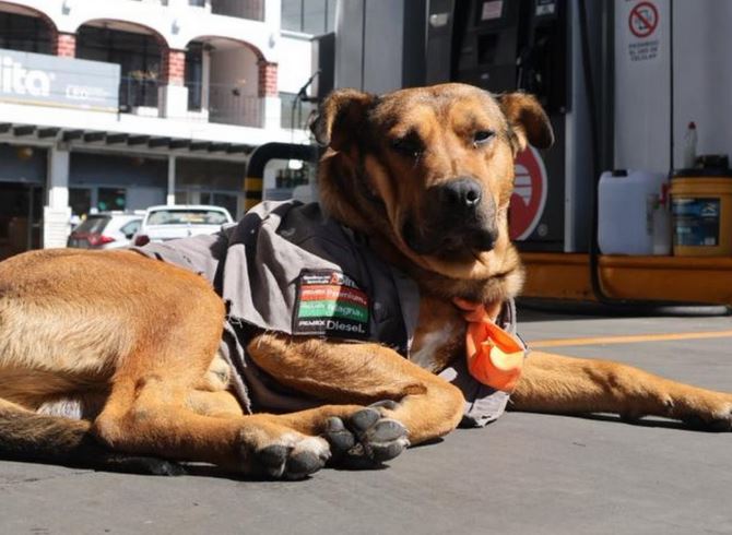 ALEGRÍA: ‘Solovino’, el perrito despachador que se gana sus croquetas en una gasolinera de Edomex