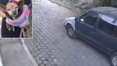 VIDEO: Familia abandona a su perrita chihuahua ciega y enferma en Edomex