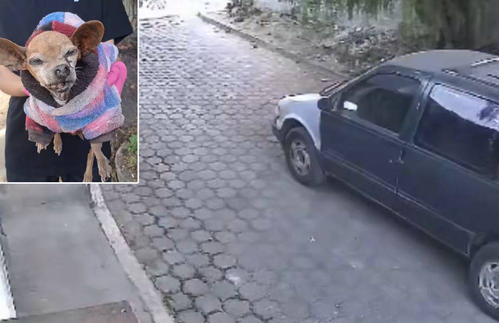 VIDEO: Familia abandona a su perrita chihuahua ciega y enferma en Edomex