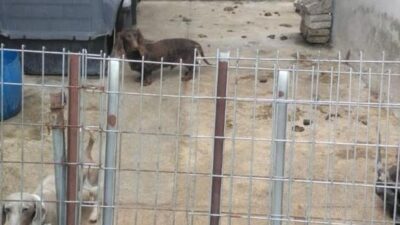 INHUMANO: Más de 100 animales vivían un infierno en un criadero clandestino de Edomex