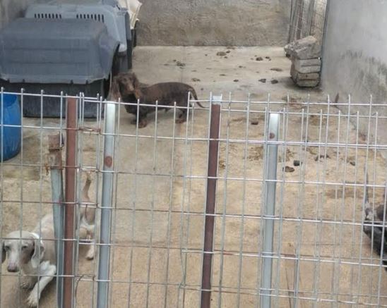 INHUMANO: Más de 100 animales vivían un infierno en un criadero clandestino de Edomex