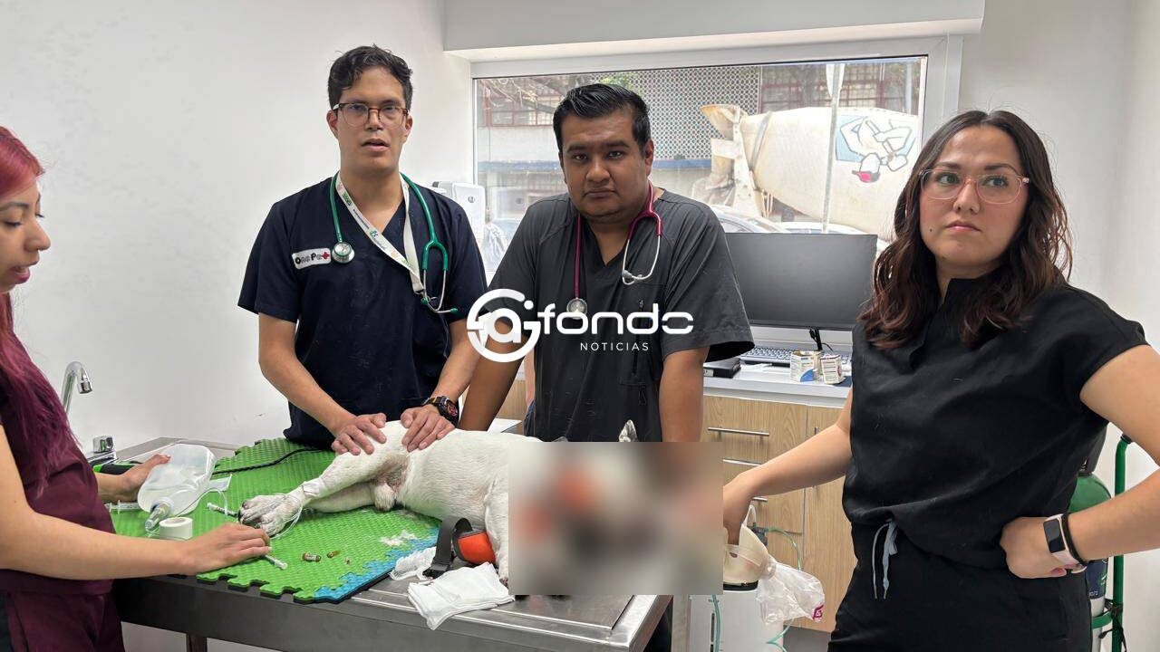 VIDEO: Familia llevó a ‘Frodo’ a análisis de rutina y los veterinarios se los entregaron muerto