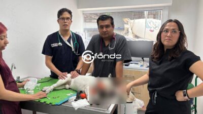 VIDEO: Familia llevó a ‘Frodo’ a análisis de rutina y los veterinarios se los entregaron muerto