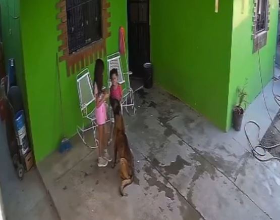 VIDEO: Niña de 7 años sufre brutal ataque de un pastor belga en su propia casa