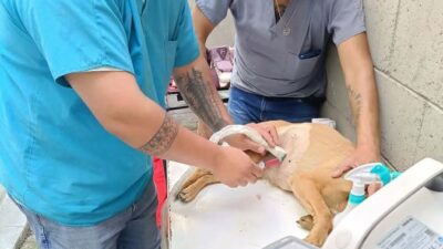 VIDEO, ‘Oso’ y su amigo descansaban en la calle y un conductor criminal los arrolló