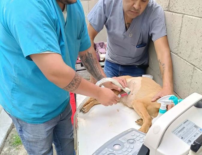 VIDEO, ‘Oso’ y su amigo descansaban en la calle y un conductor criminal los arrolló