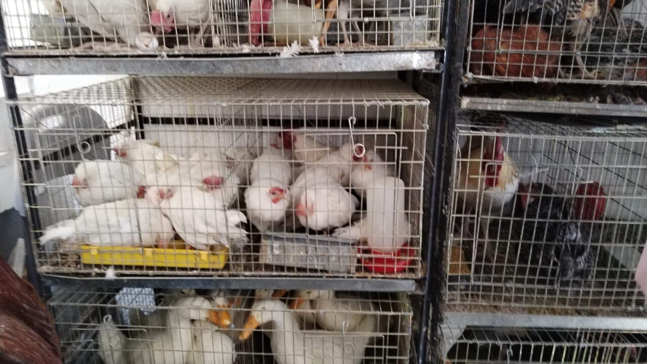 CRUELDAD. Rescatan a 912 animales que vivían enjaulados y abandonados en Ecatepec