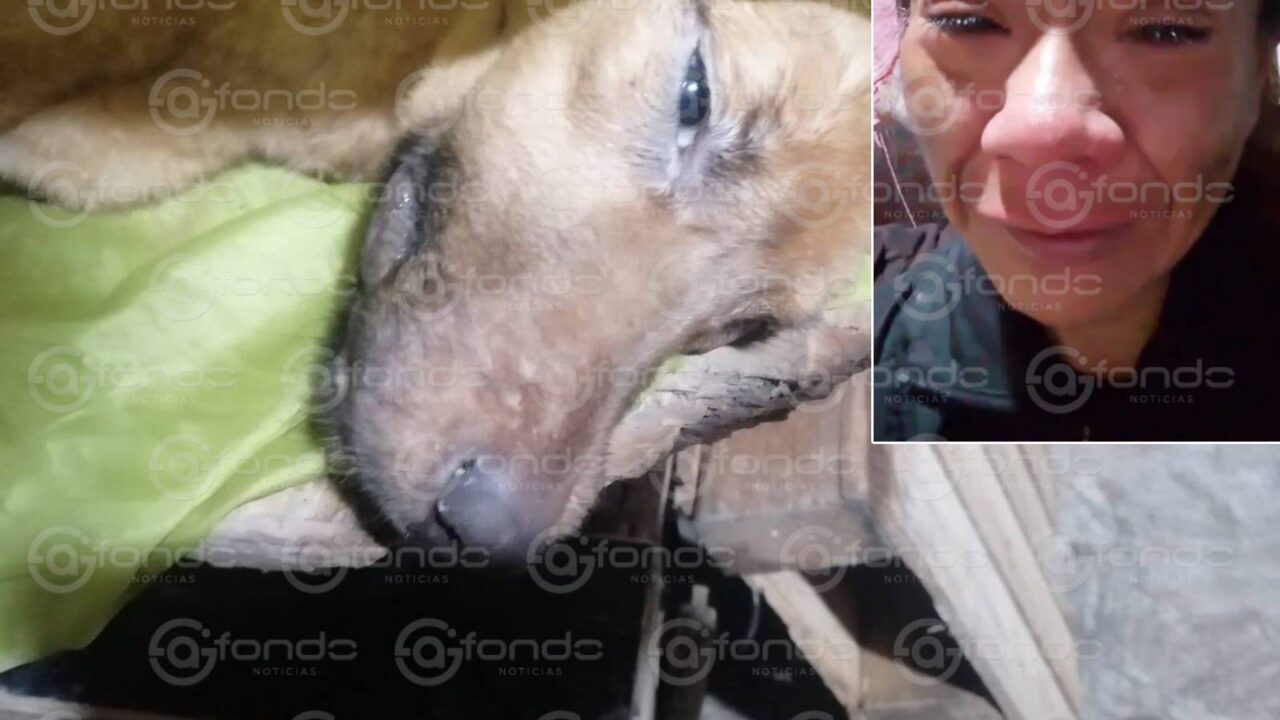 FEMINICIDIO #27. Hallan muerta a Diana Belén, protesctora de animales que había recibido amenazas