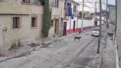 VIDEO: Conductor criminal ‘apunta’ y aplasta a un perrito en calles de Edomex