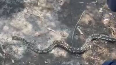 VIDEO: Policías aseguran… a una víbora de dos metros que estaba en un camellón