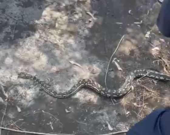 VIDEO: Policías aseguran… a una víbora de dos metros que estaba en un camellón