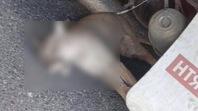 HÉROE: Un puma fue arrollado y un trailero llegó a salvar al ‘gatote’