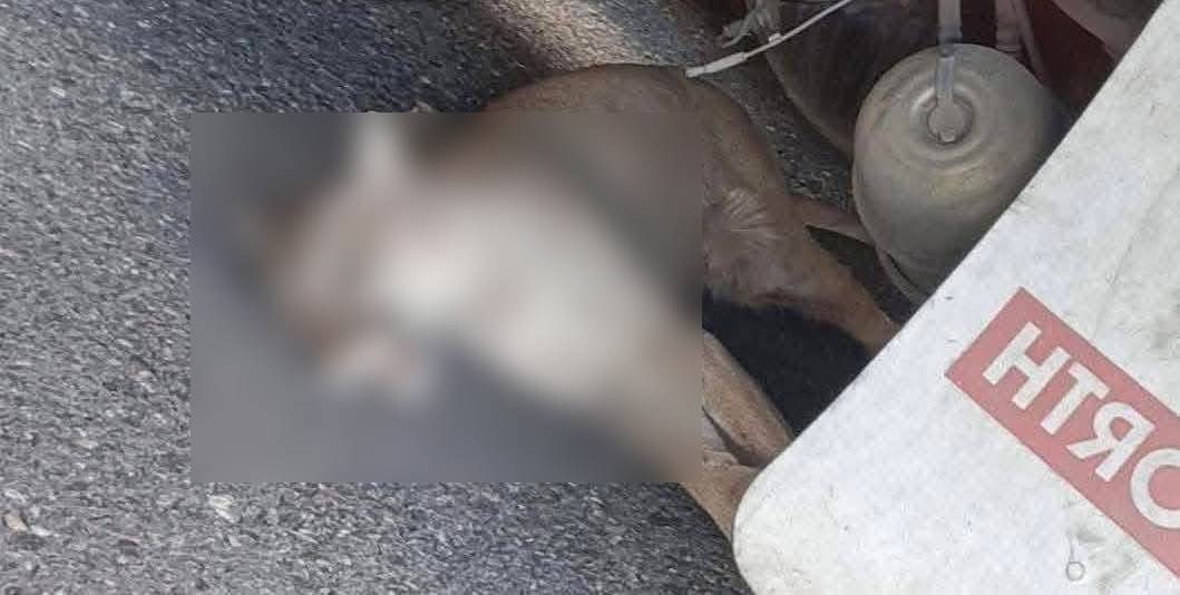 HÉROE: Un puma fue arrollado y un trailero llegó a salvar al ‘gatote’