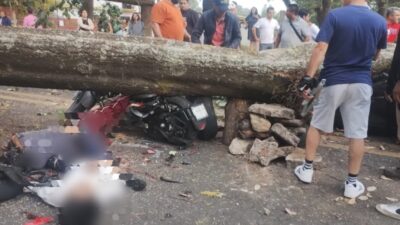 INCRÉIBLE: Muere hombre en moto y dos más en camioneta al caerles un árbol encima