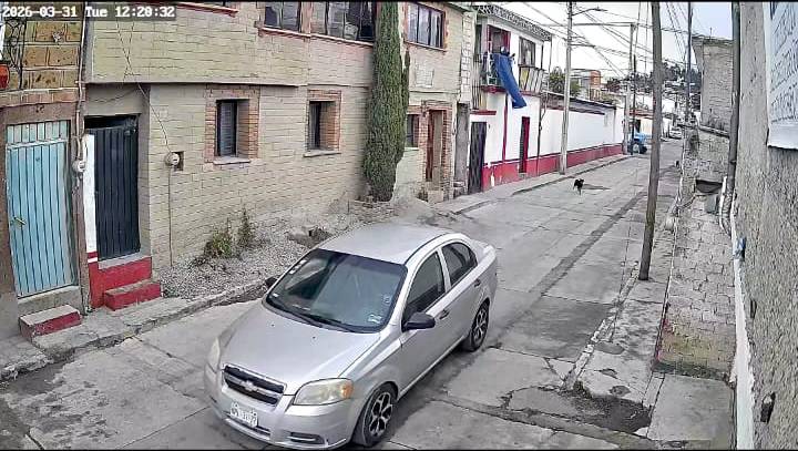 VIDEO. Conductor mató a un perrito con su carro y ahora se esconde en Edomex