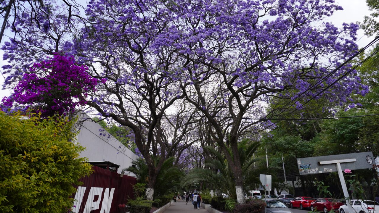ALERTA: Sujeto armado acosaba a una joven estudiante dentro del ‘Casco de Santo Tomás’