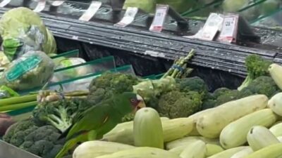 VIDEO: ‘Inspector de calidad’; lorito entra a una tienda Soriana a saciar su hambre