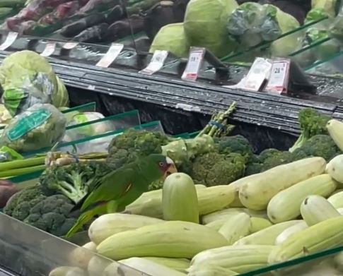 VIDEO: ‘Inspector de calidad’; lorito entra a una tienda Soriana a saciar su hambre