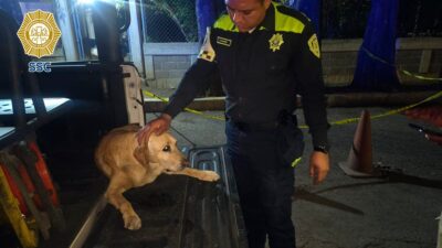 HÉROES: Policías rescatan a perrito ‘caramelo’ que fue arrollado por un conductor que escapó