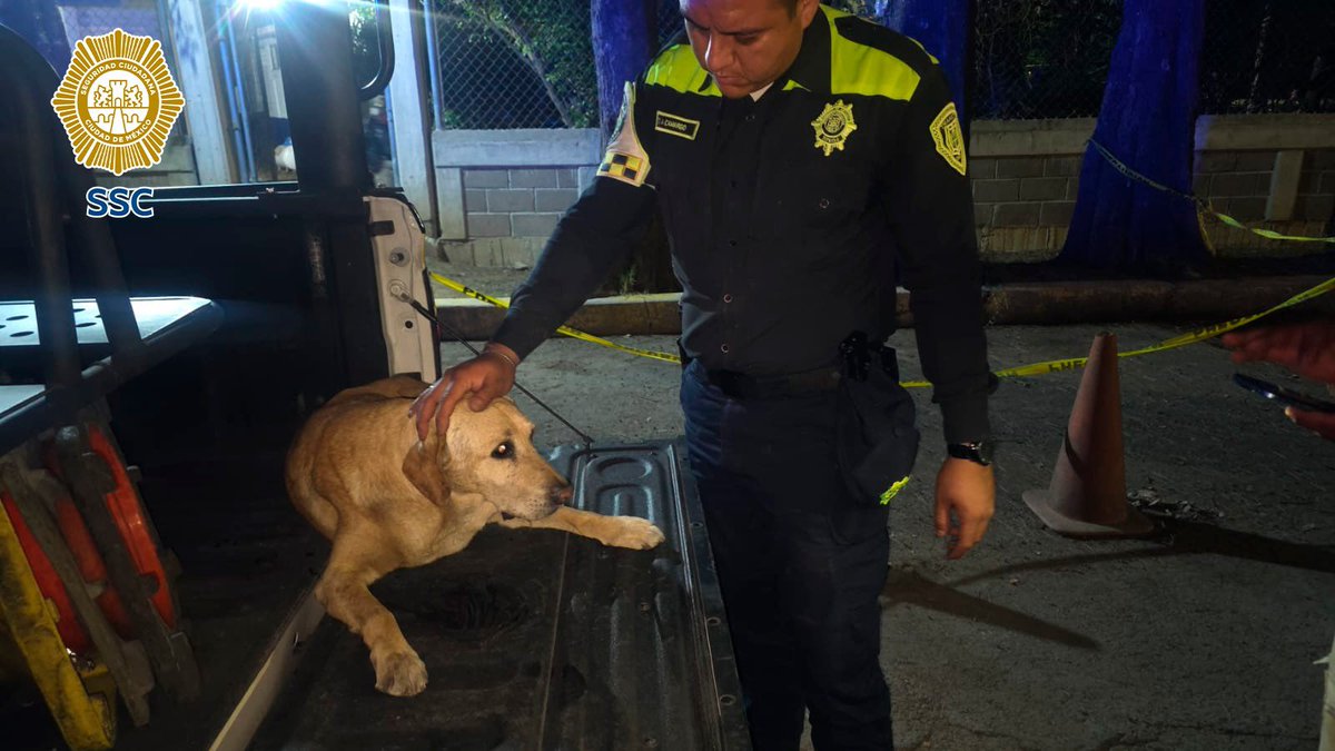 HÉROES: Policías rescatan a perrito ‘caramelo’ que fue arrollado por un conductor que escapó