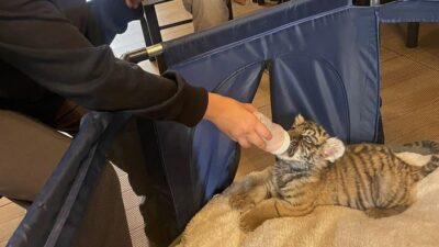 VIDEO: Rescatan a cachorra de tigre que un sujeto tenía como si fuera un perro