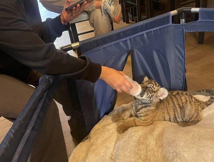 VIDEO: Rescatan a cachorra de tigre que un sujeto tenía como si fuera un perro