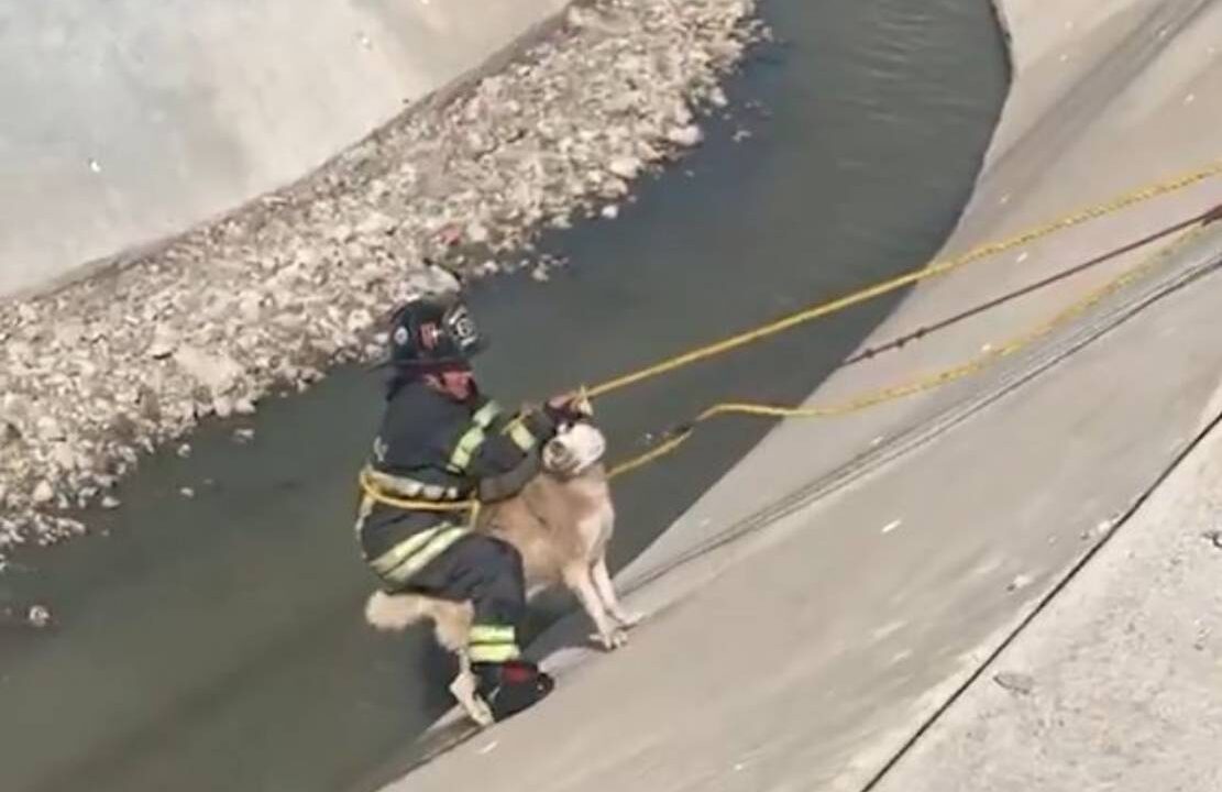 VIDEO: Perrito husky con collar y correa estaba atrapado en un canal de Edomex