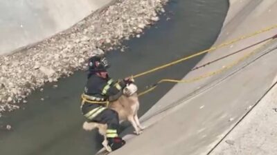 VIDEO: Perrito husky con collar y correa estaba atrapado en un canal de Edomex