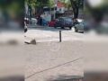 URGENTE: Señora cruzaba la avenida y una camioneta que pasaba la dejó sin vida