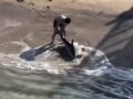 VIDEO: Joven valiente rescata a un tiburón herido varado en la playa