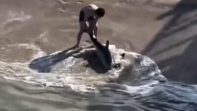 VIDEO: Joven valiente rescata a un tiburón herido varado en la playa
