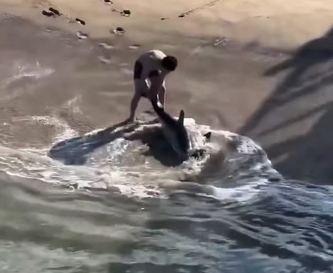 VIDEO: Joven valiente rescata a un tiburón herido varado en la playa