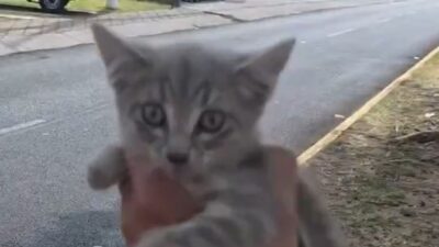 VIDEO: Joven se arriesga para salvar la vida a un pequeño gatito