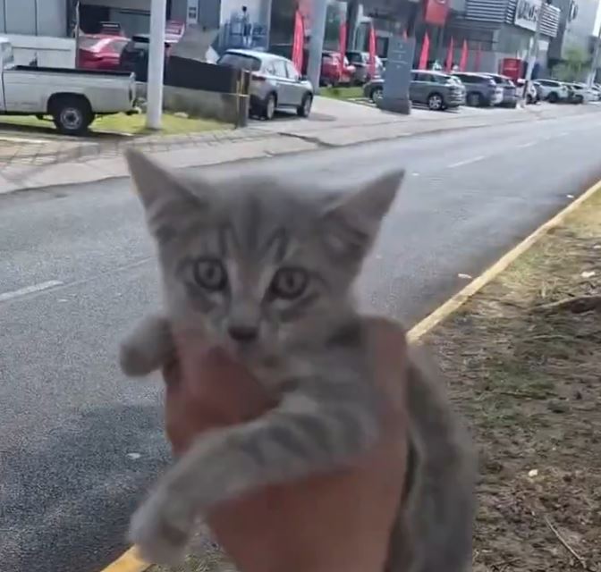 VIDEO: Joven se arriesga para salvar la vida a un pequeño gatito