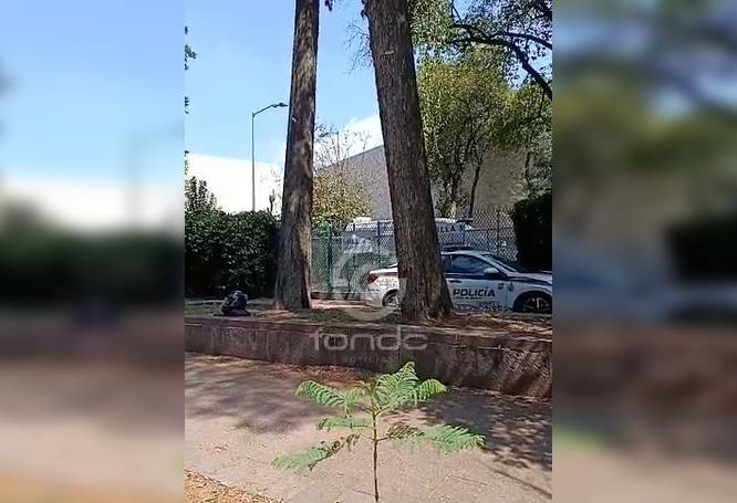URGENTE: Trabajador podaba un árbol y muere al caer 10 metros afuera de un museo