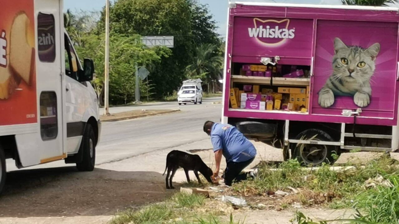 HUMANIDAD: Viralizan a repartidor de Whiskas que detuvo su trayecto para alimentar a un perrito