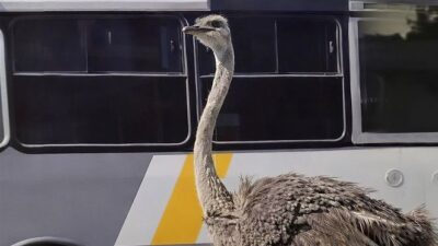VIDEO: Avestruz decide escapar y ‘salir a dar la vuelta’ en calles de Edomex