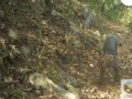 VIDEO: Captan por primera vez a un jaguarundi en este parque nacional de México