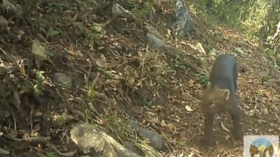 VIDEO: Captan por primera vez a un jaguarundi en este parque nacional de México