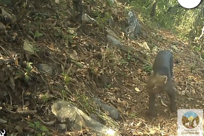 VIDEO: Captan por primera vez a un jaguarundi en este parque nacional de México