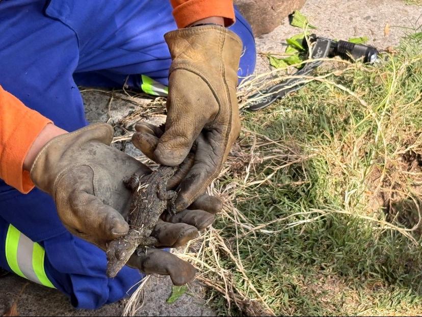 ALERTA: ‘De película’; vecinos encuentran un cocodrilo dentro de una coladera