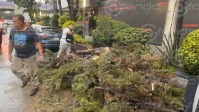 URGENTE: Se desploma un árbol sobre cuatro autos y derriba cables de telefonía