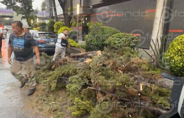 URGENTE: Se desploma un árbol sobre cuatro autos y derriba cables de telefonía