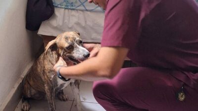 CONMOVEDOR: Rescatan a ‘Keiko’, la perrita que acompañó a don Fermín tres días perdido en la selva maya