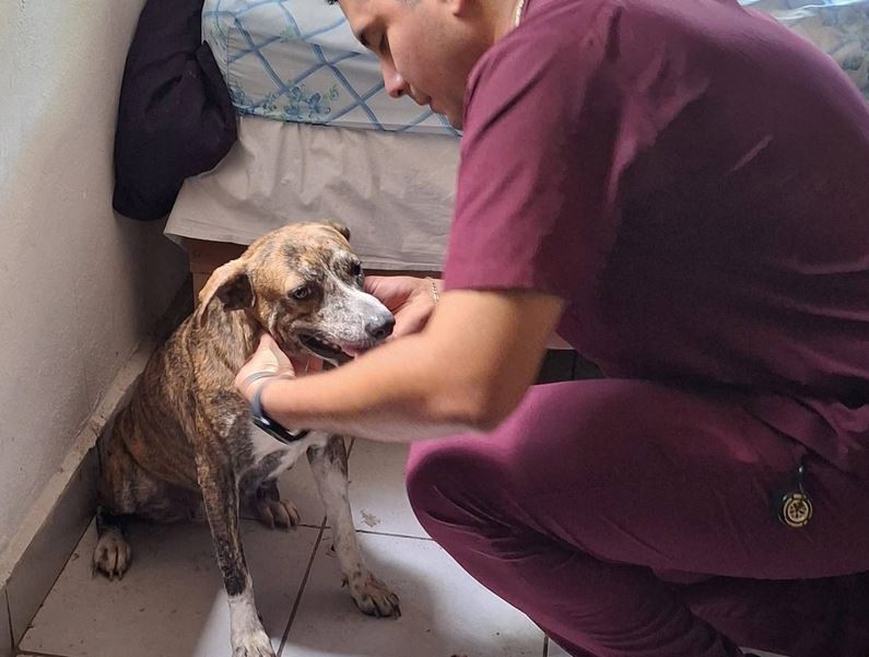 CONMOVEDOR: Rescatan a ‘Keiko’, la perrita que acompañó a don Fermín tres días perdido en la selva maya